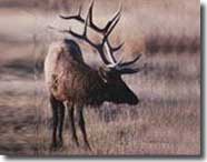 Elk