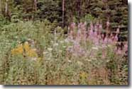 Wildflowers