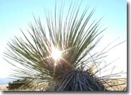 Yucca in sunlight